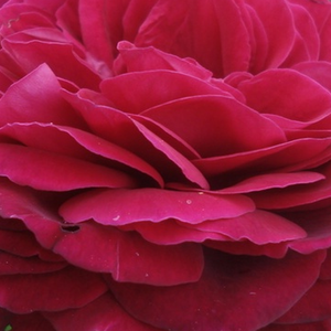 Онлайн магазин за рози - Чайно хибридни рози  - розов - Pоза Правилна работа - интензивен аромат - Ханс Юрген Евърс - -